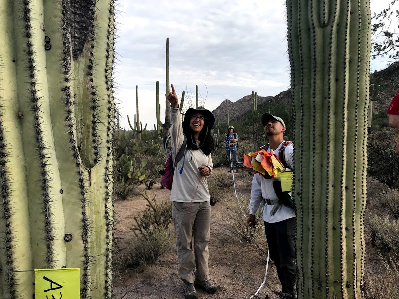 A woman pointing to the top of a saguaro next to a man looking at what she was pointing at