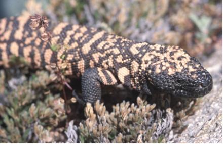 Lizard mottled with orange and dark in a natural setting.