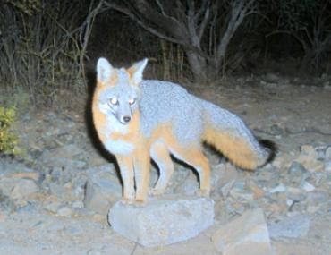 A gray fox standing on a rock in a natural setting.