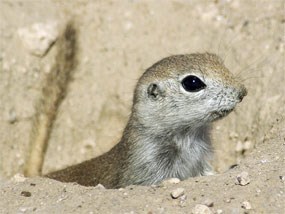 A squirrel looking out of a dirt depression.
