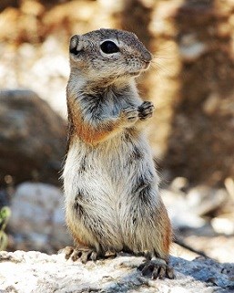 A squirrel standing on its hind legs in a natural setting.