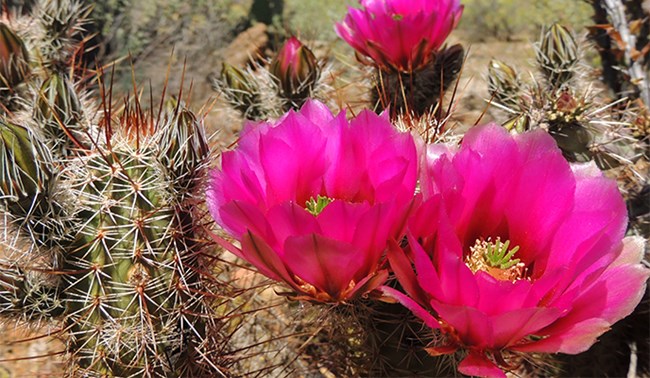 A few hedgehog cacti with dark pink flowers
