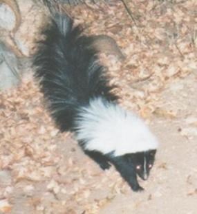 View of skunk in a natural setting from above.