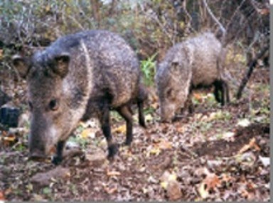 Two javelinas walk in a forest setting. Two javelinas walk in a forest setting.