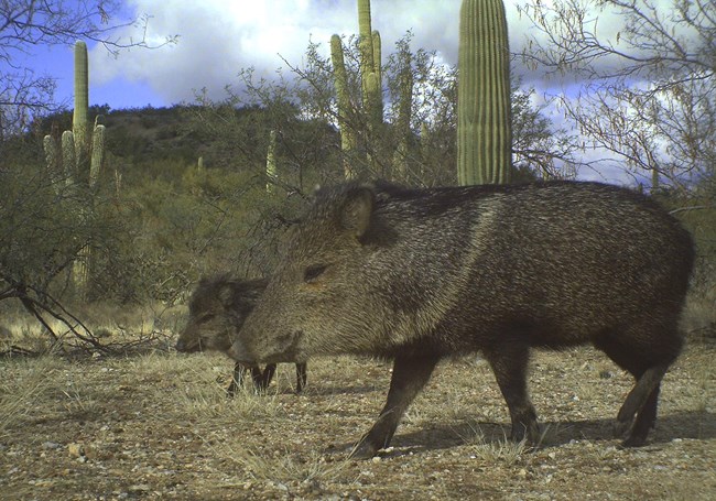 Two javelina walking through the desert. One is a smaller, juvenile javelina.