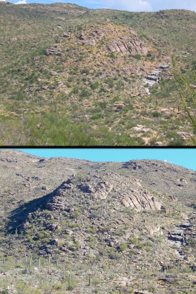 Before (above) and after (below) shots of Javelina Hill showing the extent of the infestation and the success at removing and keeping it clear of buffelgrass.