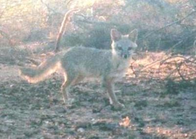 A kit fox in a natural setting.