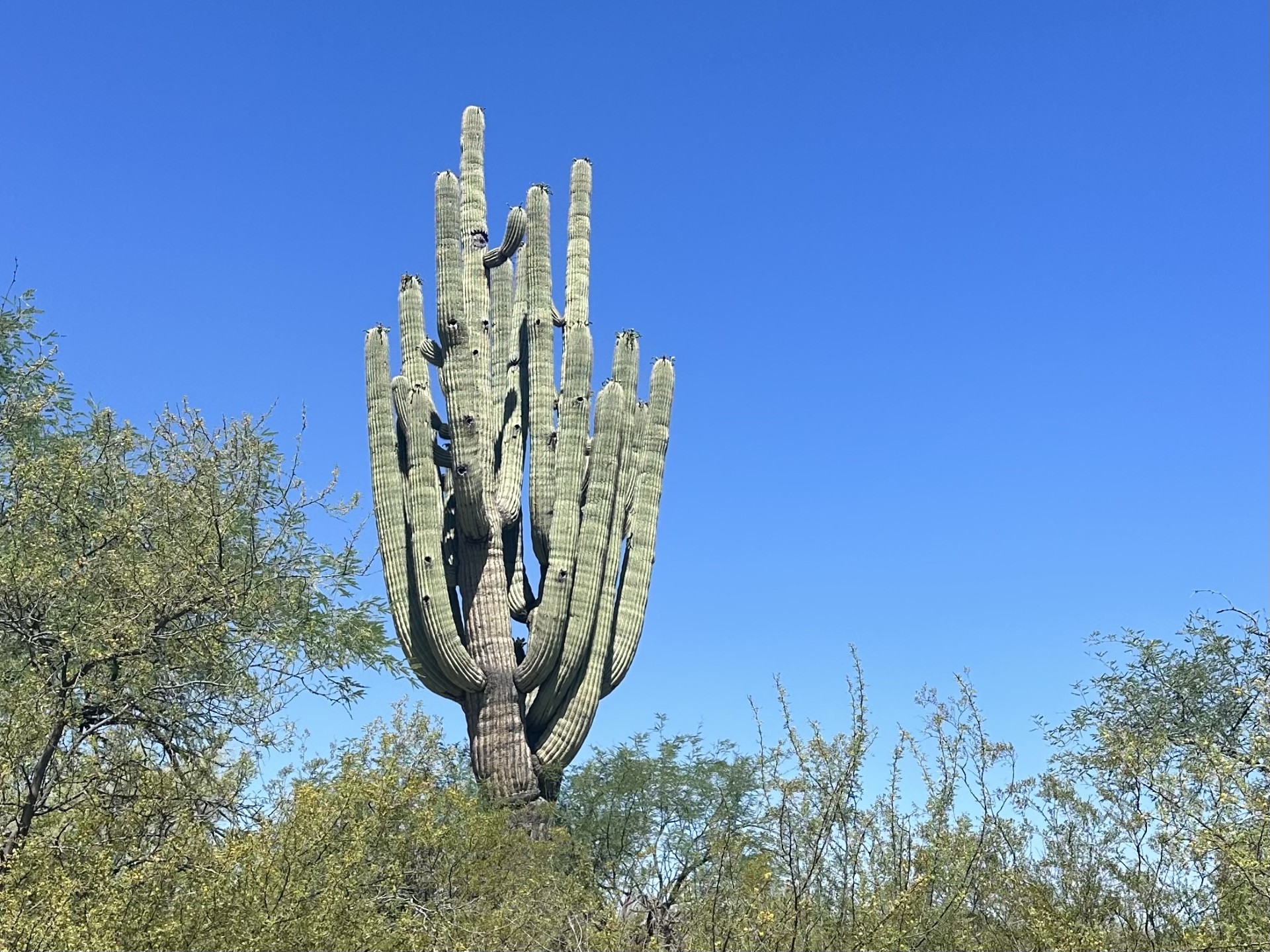 Saguaro Growth - Saguaro National Park (U.S. National Park Service)