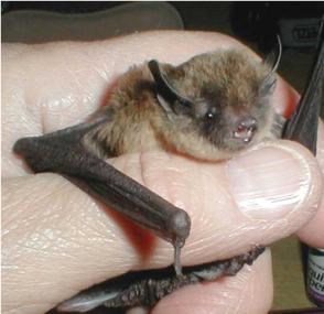 A small bat is held in a bare hand.