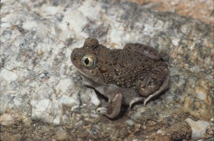 Taupe colored frog with green eye sits on a rocky area. Taupe colored frog with green eye sits on a rocky area.