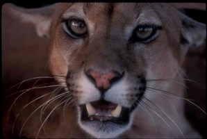 Close up of mountain lion face. Close up of mountain lion face.
