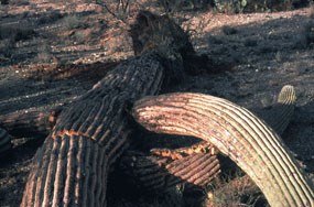 fallen saguaro