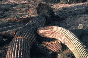 fallen saguaro