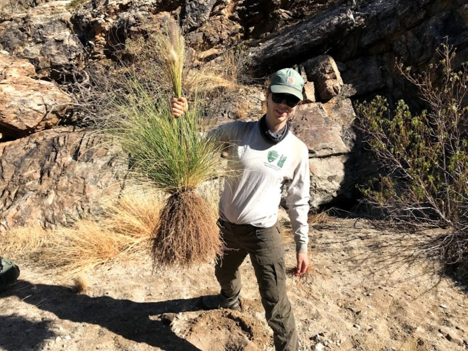 Horizontal image. An intern stands center image wearing boots, green pants, a tan long sleeved shirt, sunglasses, and green hat. She holds a large fountain grass plant up by a cluster of its leaf blades. A large root mass hangs below.