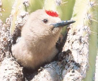 Gray bird with a red spot on its forehead and a long, black bill emerging from a hole in a cactus.
