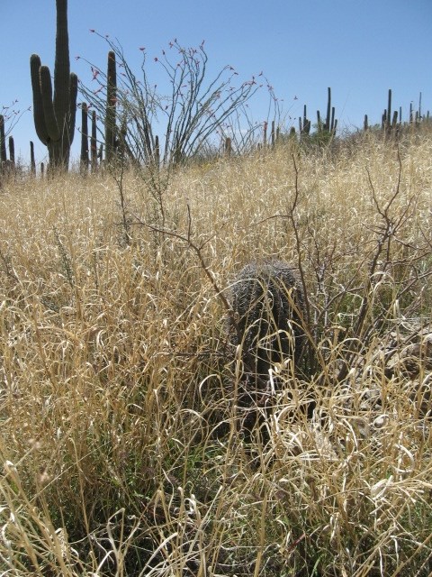 A small saguaro surrounded by tall brown grass.