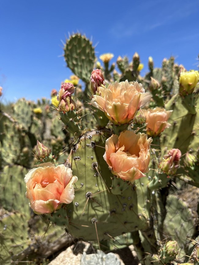 prickly pear buds and blooms of various colors