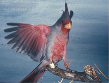 Red and gray bird with crest with raised wings perches on a branch. Red and gray bird with crest with raised wings perches on a branch.
