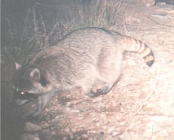 A raccoon walking in a natural setting and illuminated by a light.