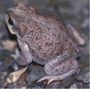 Toad with red patches sits in a natural setting. Toad with red patches sits in a natural setting.