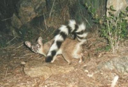 A ringtail in a natural setting looking toward the camera.