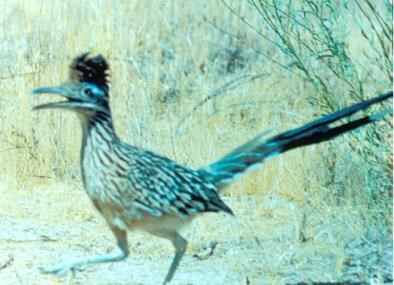 Striped bird with black crest and long beak, legs, and tail in a natural setting.