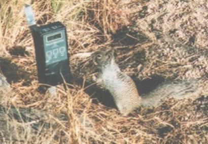 A squirrel stands next to a data recorder in a natural setting.