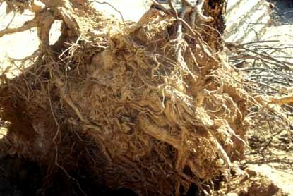 saguaro roots saguaro roots