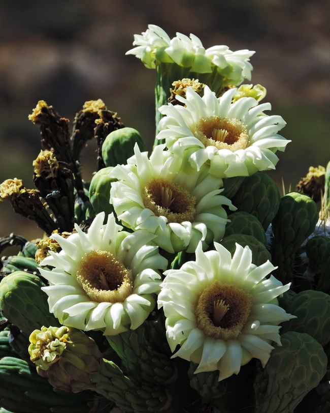 Saguaro flower