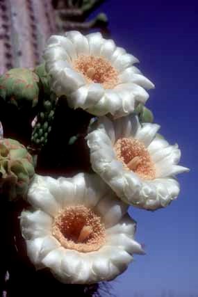 Close up of three saguaro flowers, white with yellow centers.