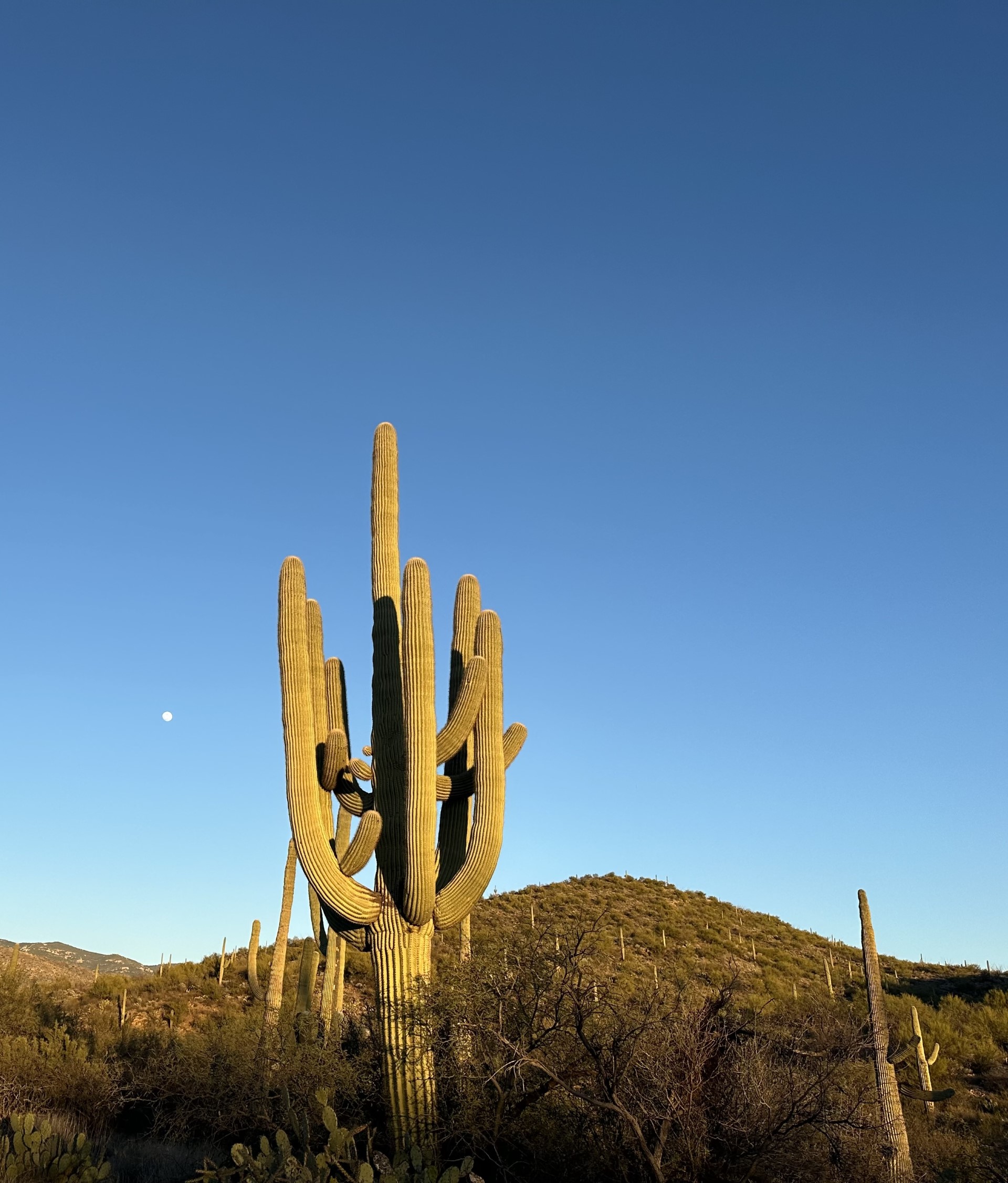 saguaro trail running