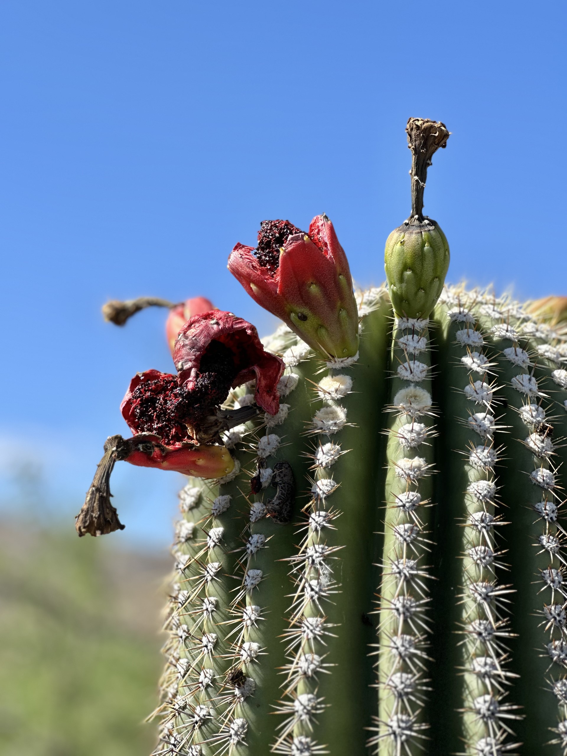 Saguaro - Saguaro National Park (U.S. National Park Service)