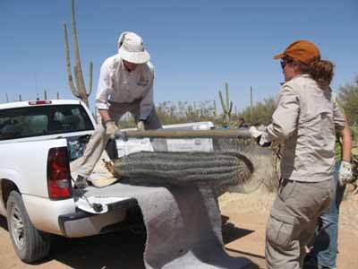 Park Biologists replacing illegally poached saguaro