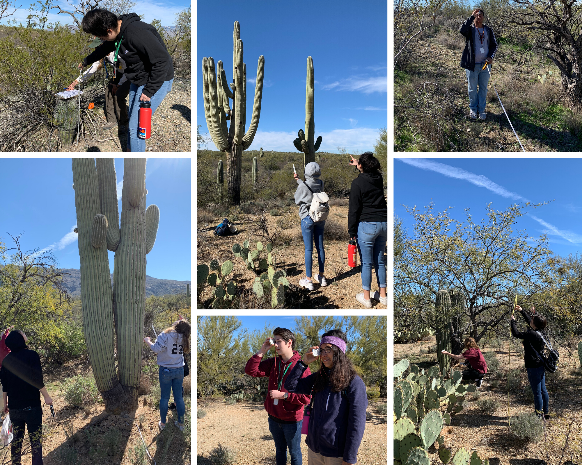 Photo collage of students on the plot measuring saguaros.
