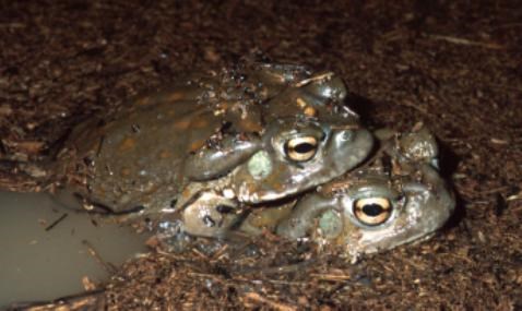 Two toads in water with debris floating on the surface.
