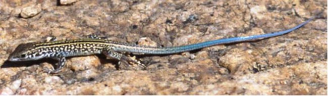 A lizard with a long blue tail on a rock surface.