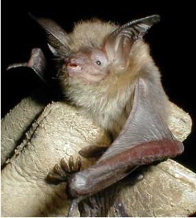 Small bat held in a gloved hand.