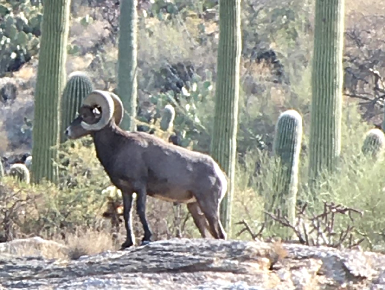 Wildlife Connectivity - Saguaro National Park (U.S. National Park Service)