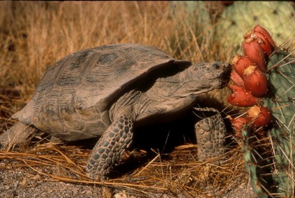 A tortoise eating a red prickly pear fruit.