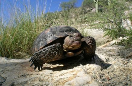 Desert tortoise in a natural setting. Desert tortoise in a natural setting.