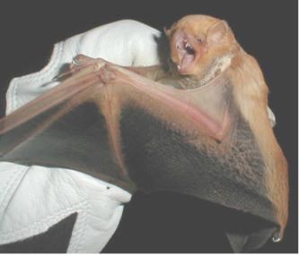 A bat with a reddish body and dark, outstretched wings is held by a gloved hand.