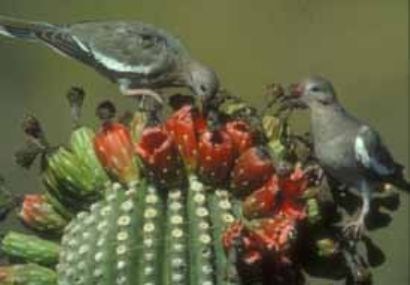 Two gray birds perched on top of a cactus with their beaks in cactus fruits.