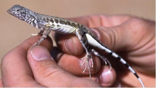 Lizard with light colored belly and long toes held in an hand.