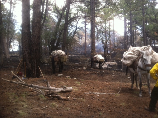 Mule Team on Deer Head Fire