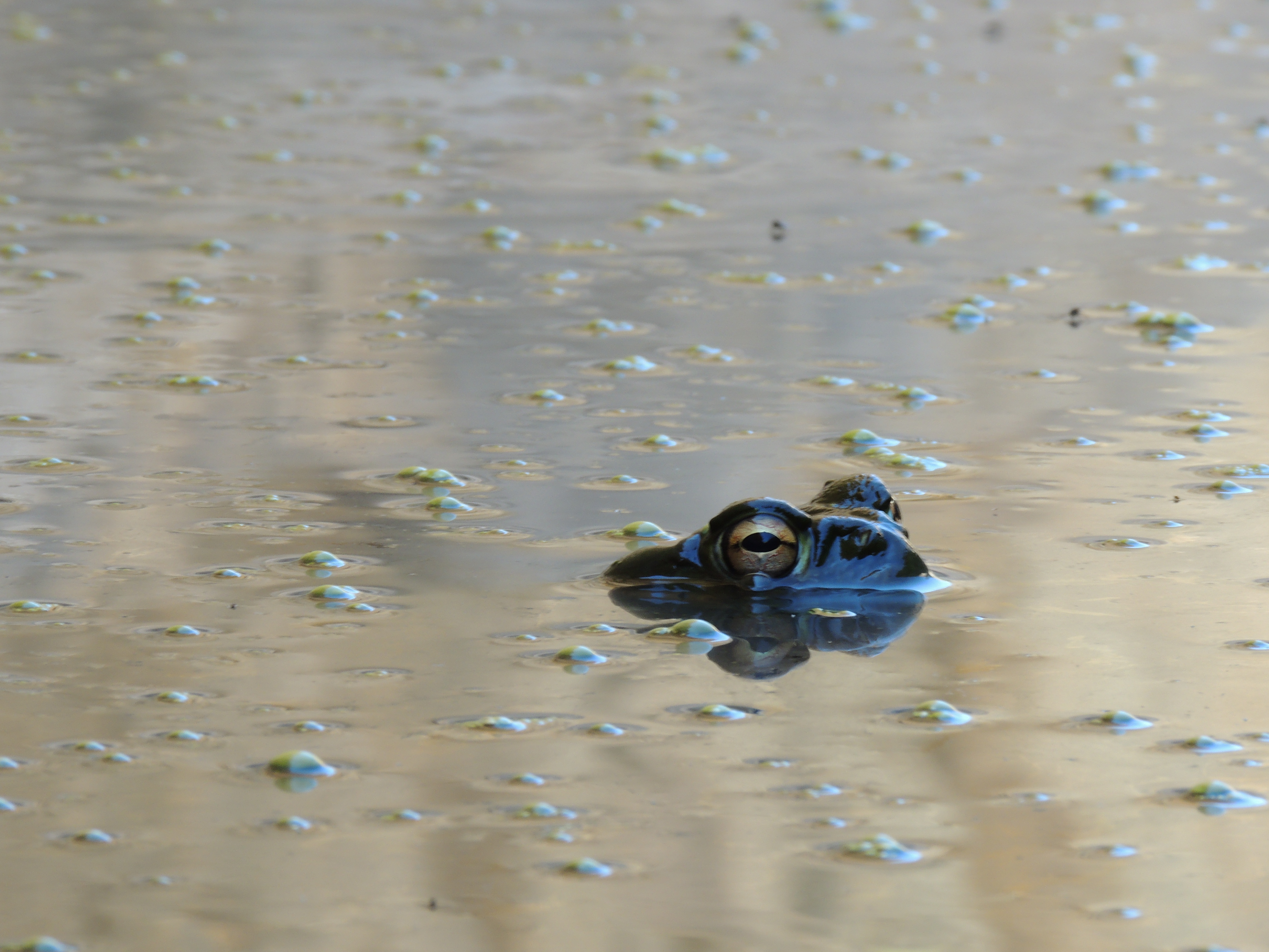 Sonoran Desert Toad in water