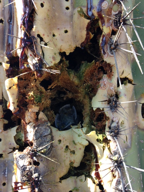 flesh of saguaro stem torn away with a shotgun shell lodged in the tissue