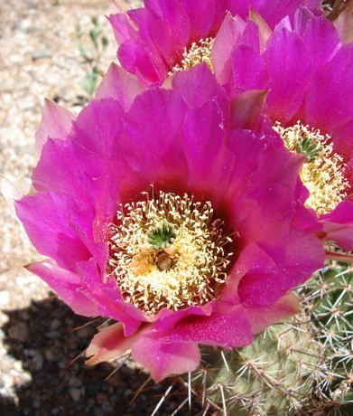 flower_image Bright Violet Bloom of a Hedgehog Cactus