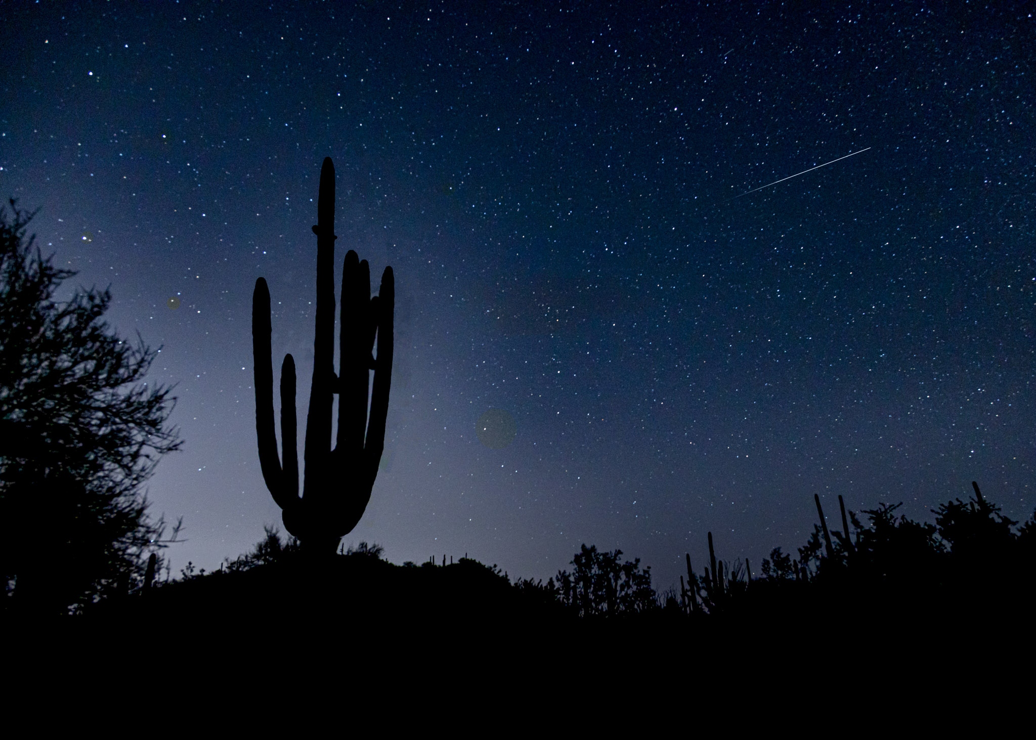 landscape Saguaro with stars A Saguaro Silhouette stands among a sky of stars.
