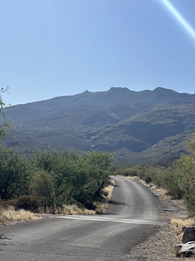 Cactus forest loop