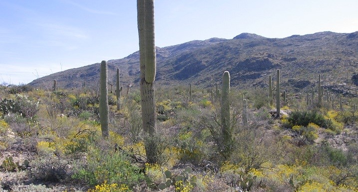 Wildflowers and saguaros in foreground, Rincon Peak in background